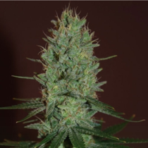 Buy Expert Cannabis Seeds UK