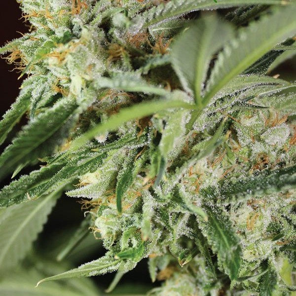 Buy Anesia Seeds Ghost Train Haze #1 Cannabis Seeds UK