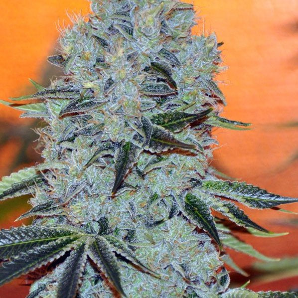 Buy Anesia Seeds Mob Boss Cannabis Seeds UK