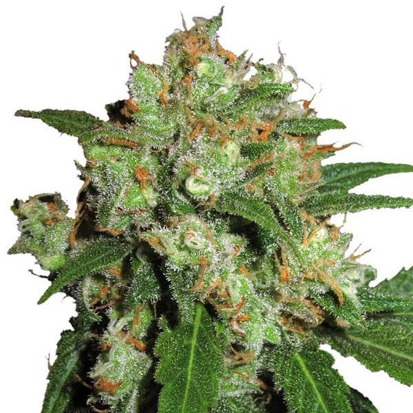 Buy Sensi Seeds Sensi Skunk Cannabis