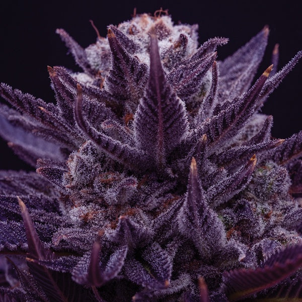 Buy Anesia Seeds Imperium X Cannabis Seeds UK