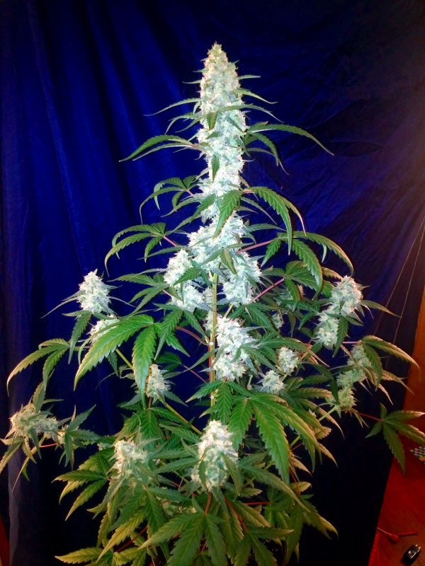 Buy Fast Buds West Coast OG Auto Cannabis Seeds UK