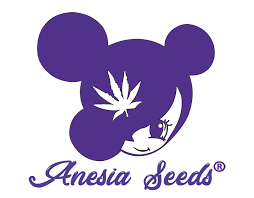 Buy Anesia Seeds Future #1 Cannabis Seeds UK