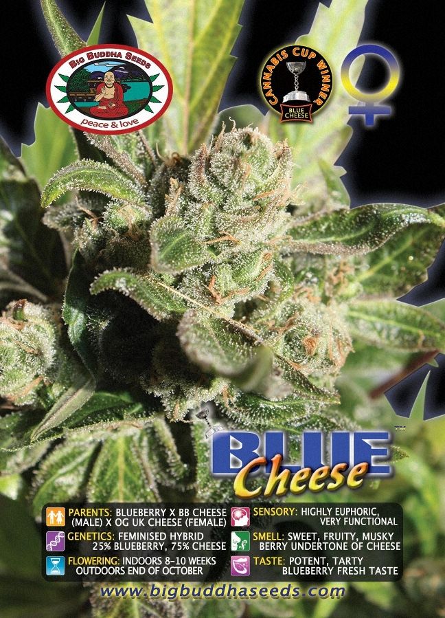 Buy Big Buddha Blue Cheese Cannabis Seeds UK