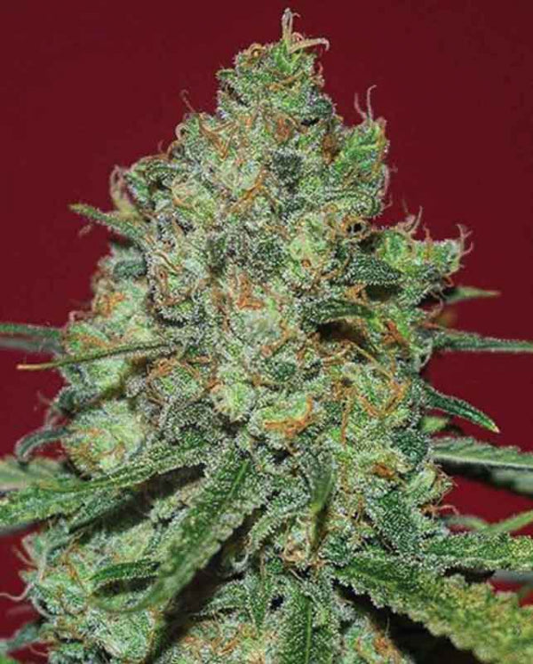 Buy Clinical White CBD (Expert Seeds) UK