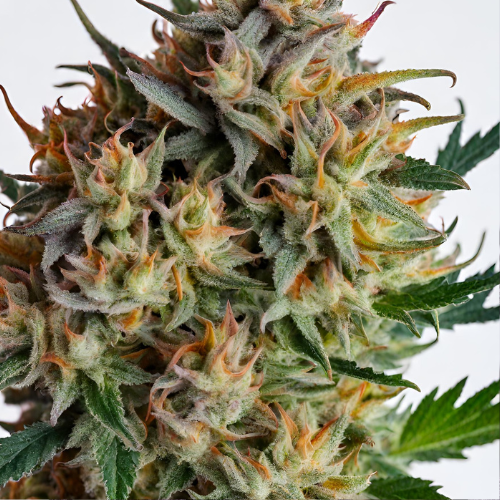 Buy Dawg Genetics Cookie Dawg Cannabis Seeds UK