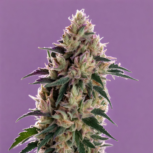 Buy Purple Stardawg Cannabis Seeds UK