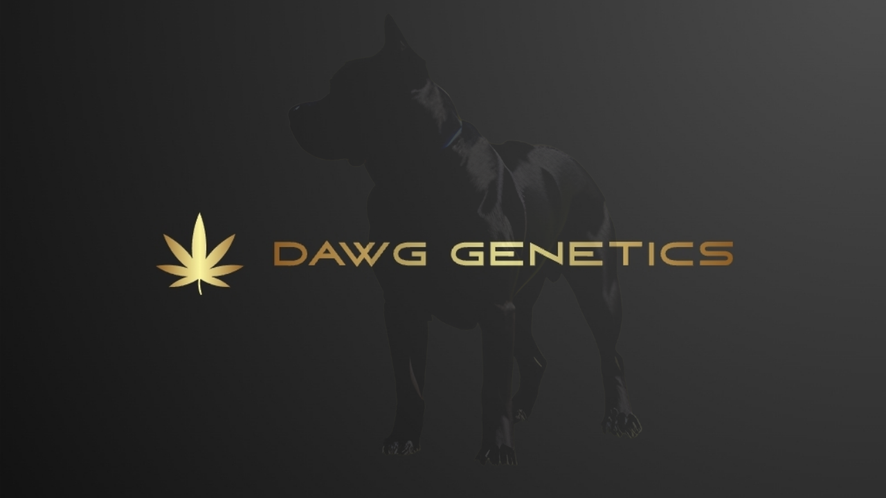 Buy Stardawg Cannabis Seeds UK -  Dawg Genetics