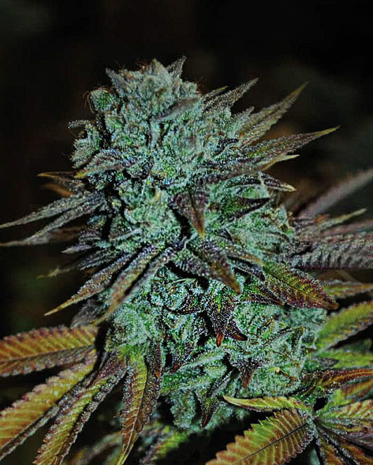 Buy Expert Gorilla (Expert Seeds) UK