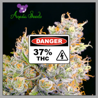 Buy Anesia Seeds Future #1 Cannabis Seeds UK