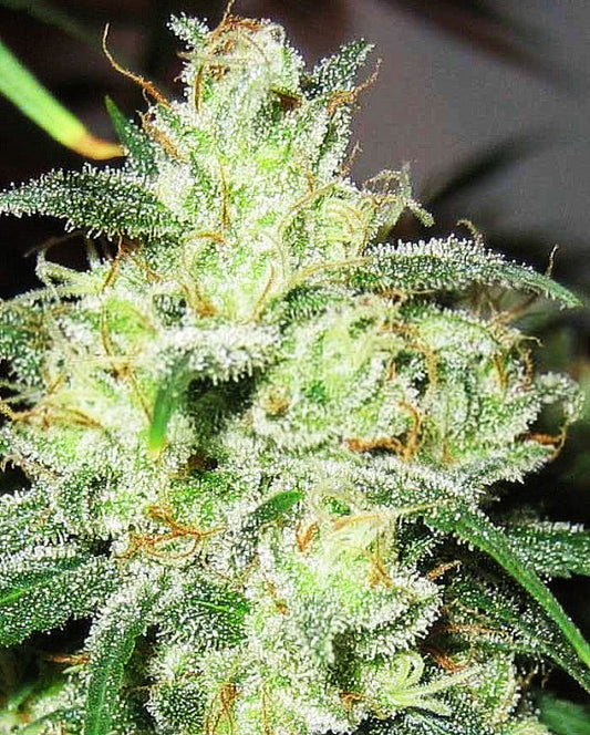 Buy Gorilla Cheese (Expert Seeds) UK