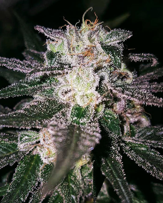 Buy Gorilla Cookies (Expert Seeds) UK