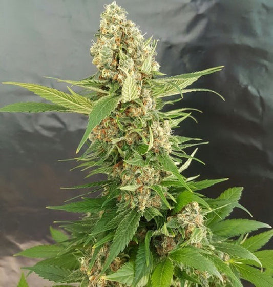 Buy Gorilla ice cream (Expert Seeds) UK