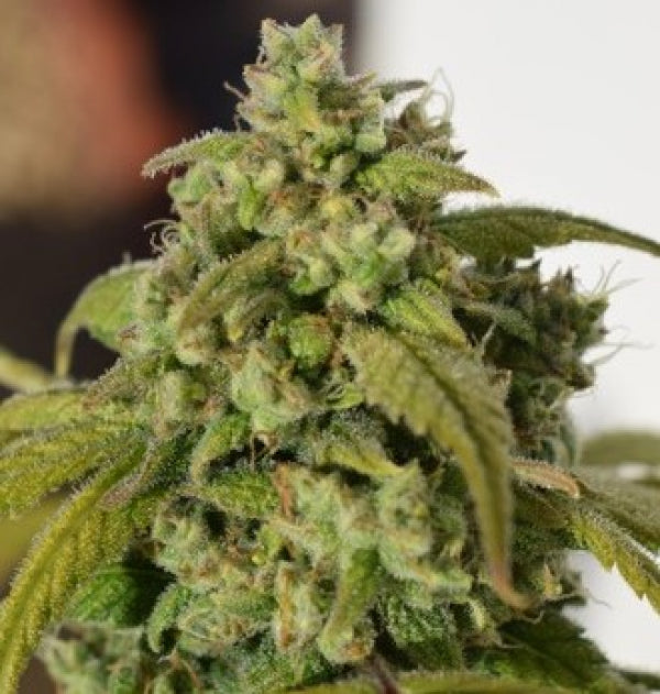 Buy Gorilla SFV OG (Expert Seeds) UK