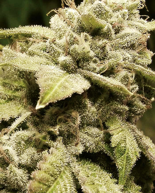 Buy Gorilla white widow (Expert Seeds) UK