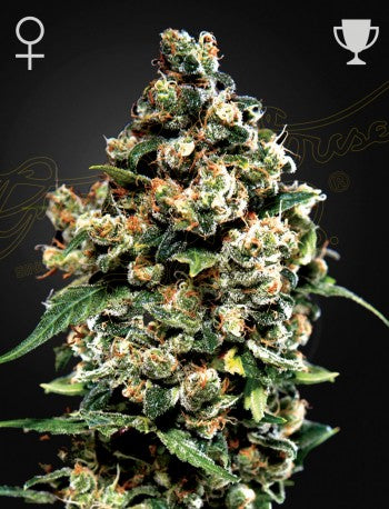 Buy Green House Seeds Jack Herer Cannabis Seeds UK