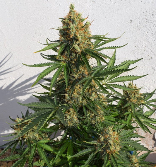 Buy Lemon Haze Auto (Expert Seeds) UK