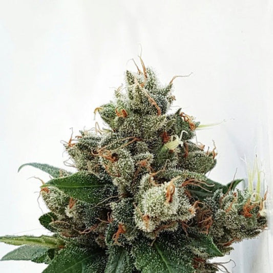 Buy Respect 4 Gorilla (Expert Seeds) UK