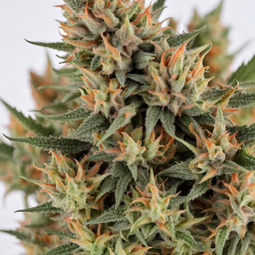 Dawg Genetics Sherdawg Cannabis Seeds UK