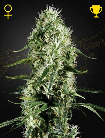 Buy Green House Seeds Super Silver Haze Cannabis Seeds UK