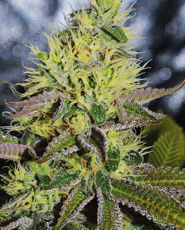 Buy Sweet Zombie (Expert Seeds) UK