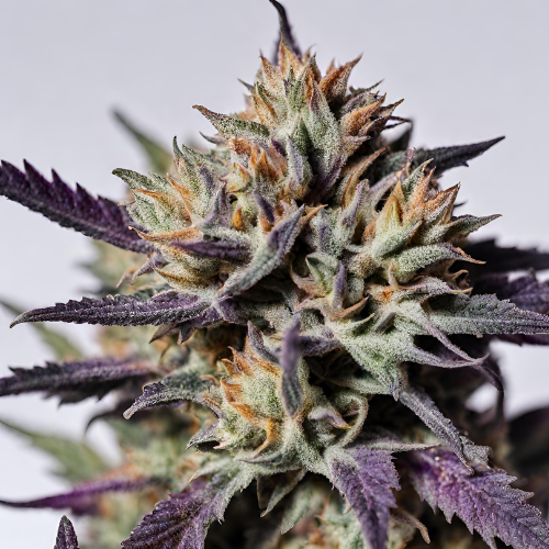 Buy Zkitdawg Cannabis Seeds UK -  Dawg Genetics