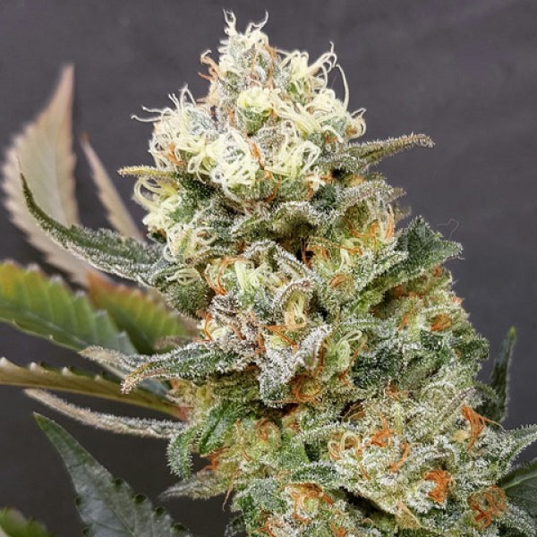 Buy ZkittleZ Glue (Expert Seeds) UK