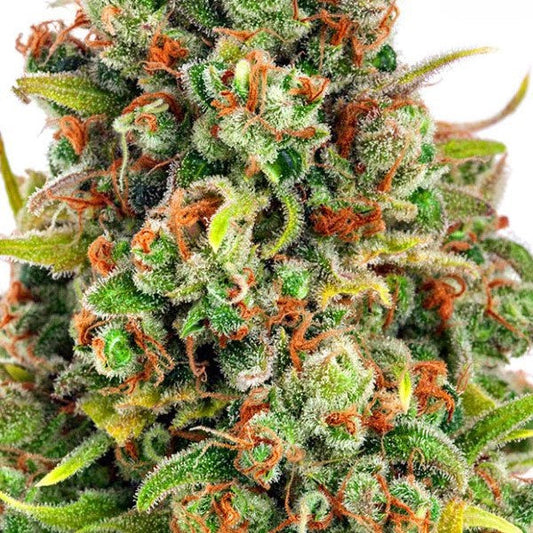 Buy Anesia Seeds Manderine 47 Cannabis Seeds UK