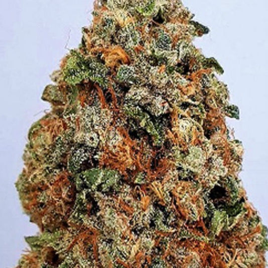 Big Head Seeds - Dogstar Dawg