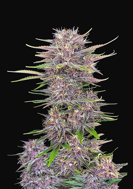 Buy Fast Buds Banana Purple Punch Cannabis Seeds in London