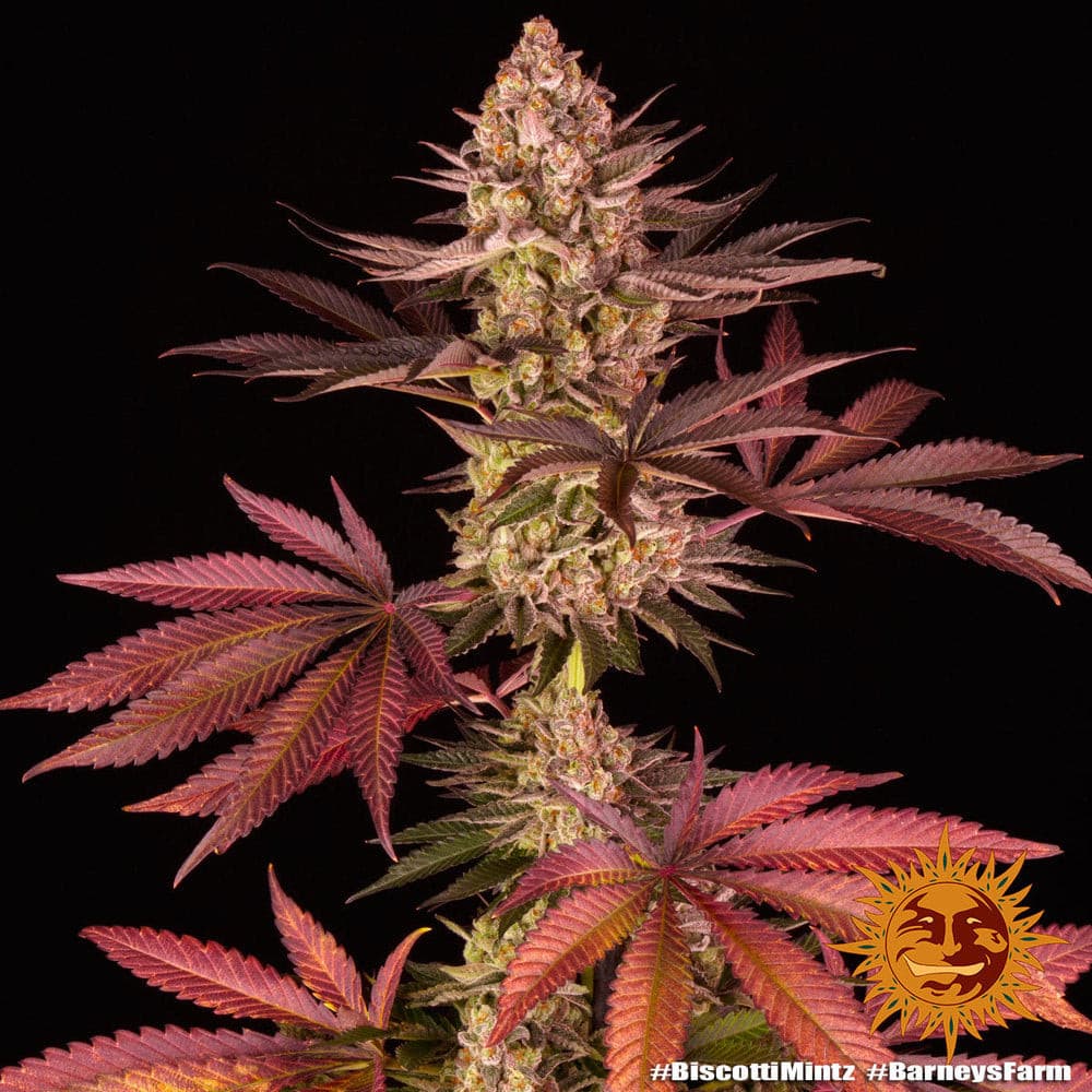 Buy Barneys Farm Biscotti Mintz Cannabis Seeds UK