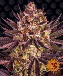 Buy Barneys Farm Biscotti Mintz Cannabis Seeds UK