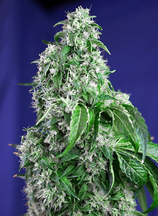 Big Devil F1 Fast Version Feminized