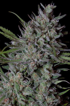 Buy Big Head Crystal Runtz Feminised Cannabis Seeds UK