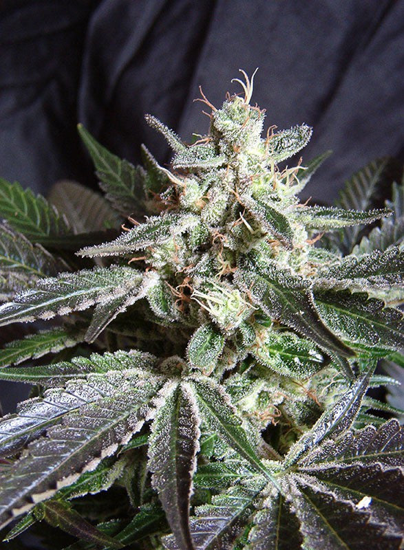 Black Jack F1 Fast Version Feminized