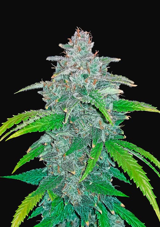 Buy Fast Buds Blue Dream Auto Cannabis Seeds in London