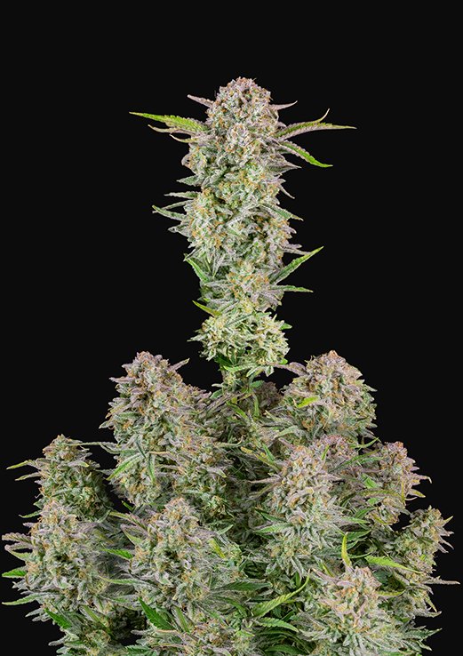 Buy Fast Buds Bruce Banner Auto Cannabis Seeds in London