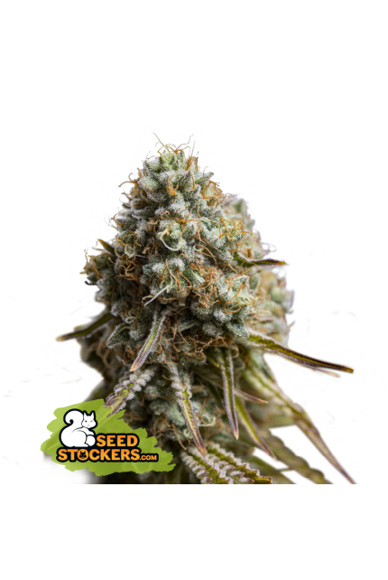 Buy Seedstockers Wedding Glue Auto Cannabis Seeds UK