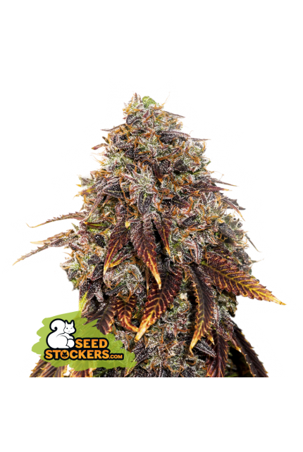 Buy Seedstockers Gelato 41 Cannabis Seeds Best UK Prices