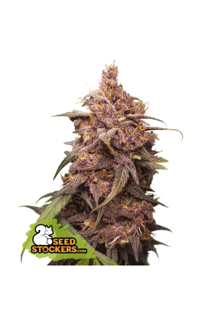 Buy Seedstockers Purple Punch Cannabis Seeds UK