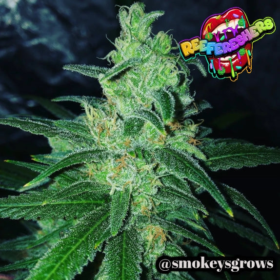 Buy Tastebudz Reefereshers Cannabis Seeds UK