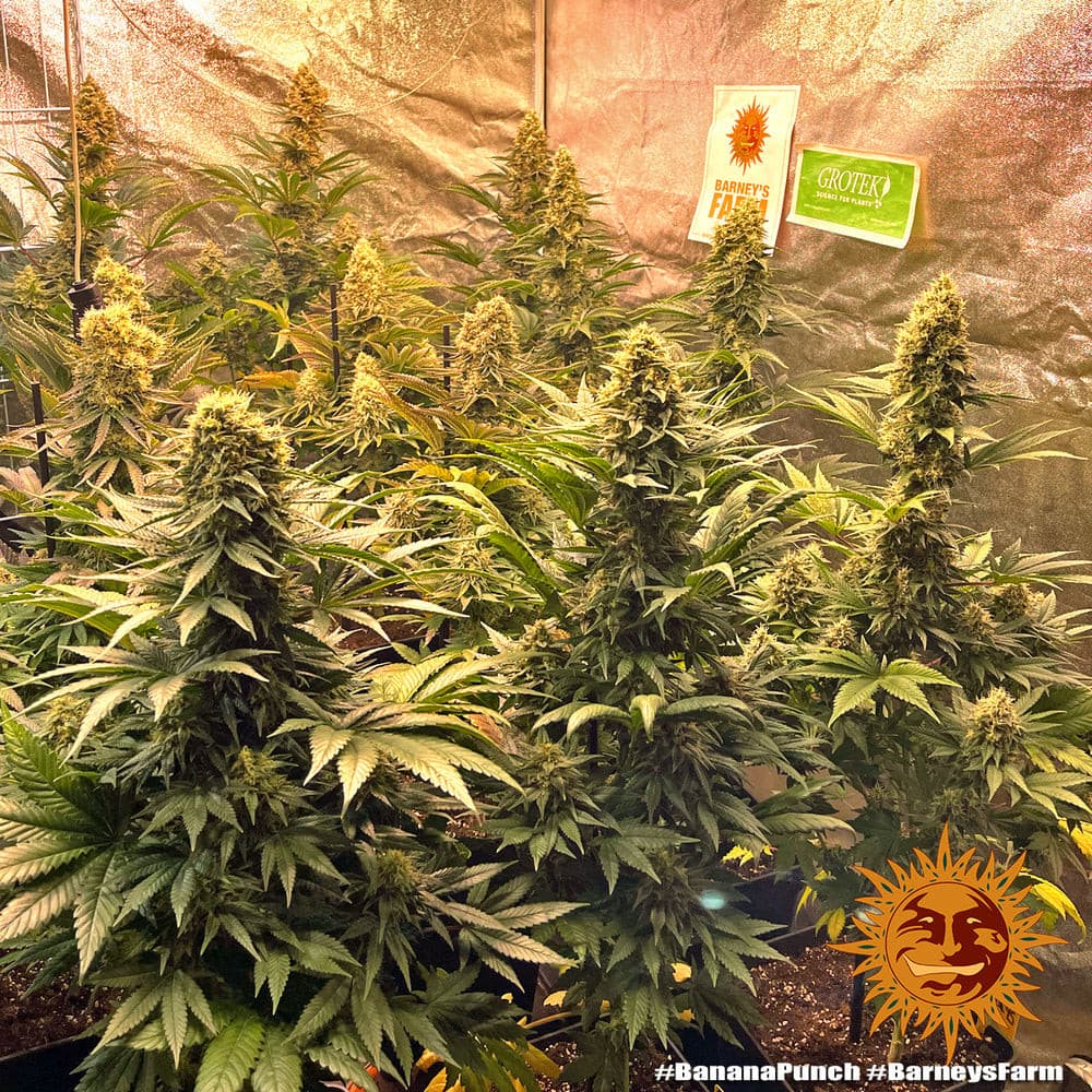 Buy Barneys Farm Banana Punch Cannabis Seeds UK