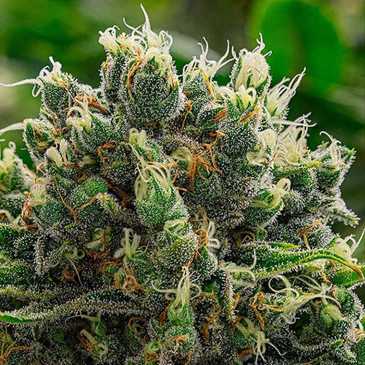 Buy Anesia Seeds White Runtz Cannabis Seeds UK