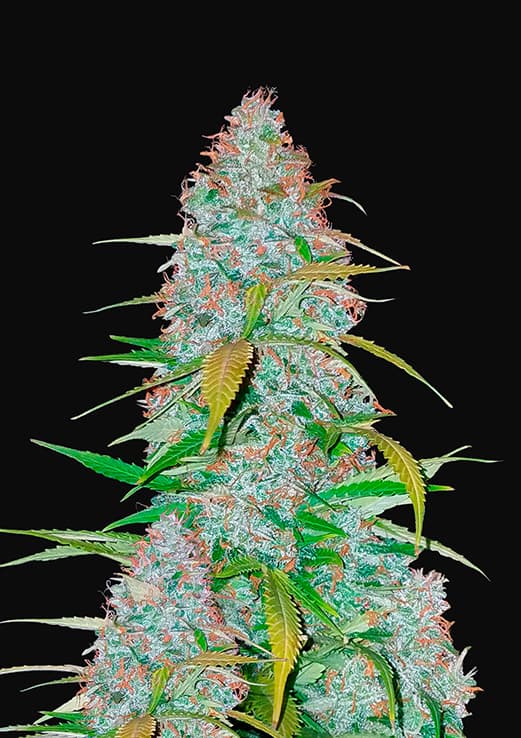 Buy Fast Buds Californian Snow Auto Cannabis Seeds in London