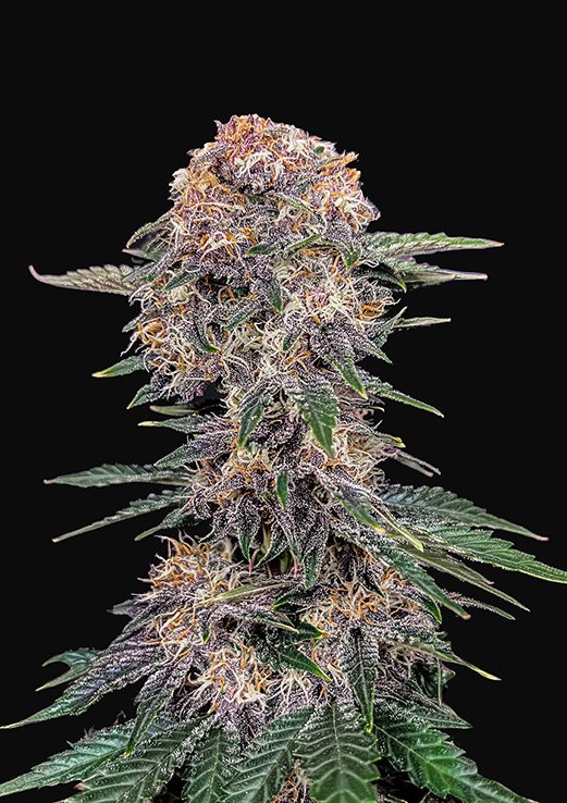 Buy Fast Buds Cherry Cola Cannabis Seeds in London