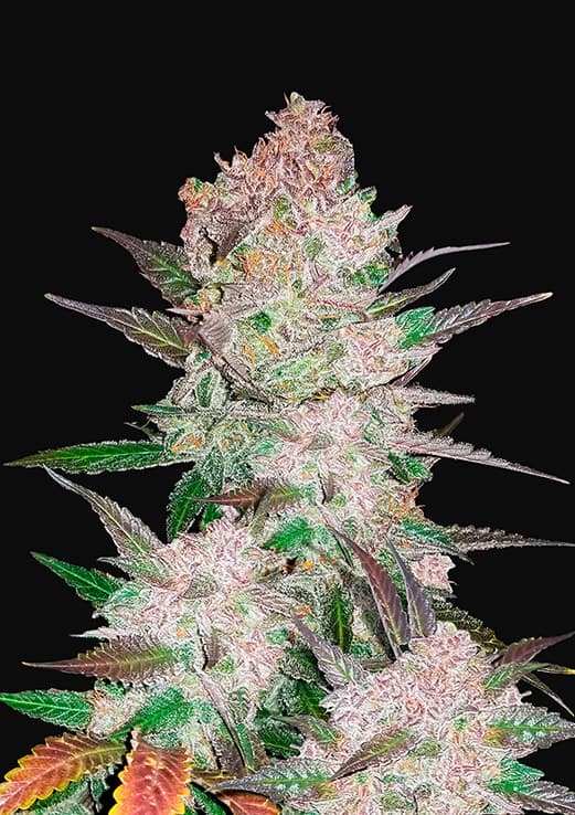 Buy Fast Buds Cream Cookies Auto Cannabis Seeds in London