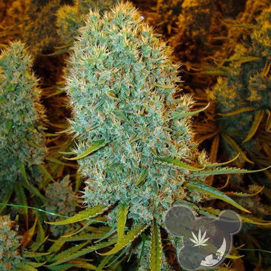 Buy Anesia Seeds Big Bazooka Cannabis Seeds UK