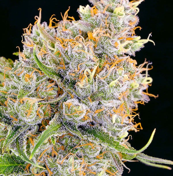 Anesia Seeds - Future #1