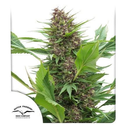 Buy Dutch Passion Frisian Duck Cannabis Seeds in London