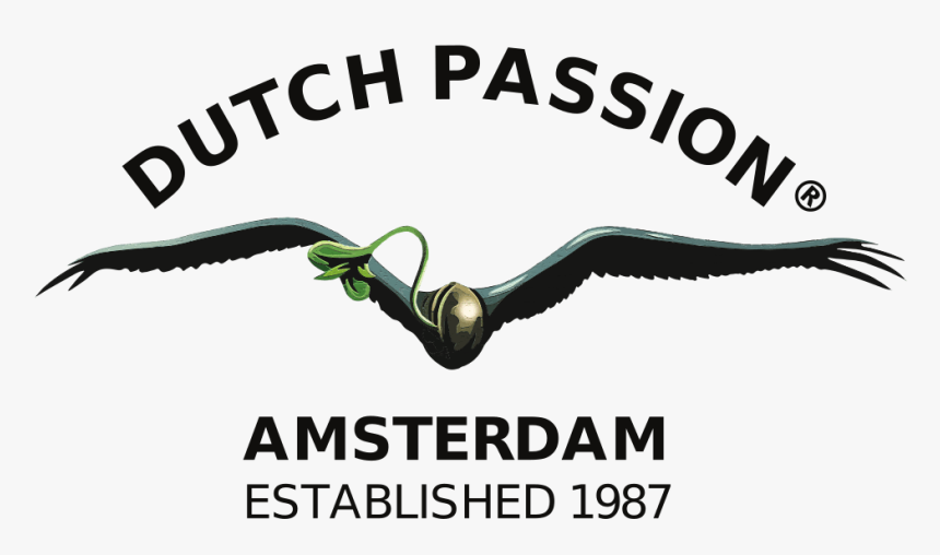 Buy Dutch Passion Cannabis Seeds in London